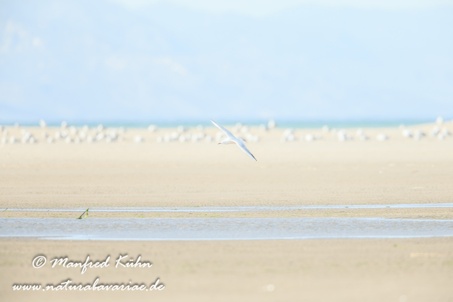 Ebrodelta (Spanien)_0287
