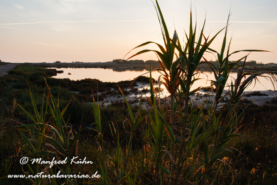 Ebrodelta-Spanien-Reisanbau_0123