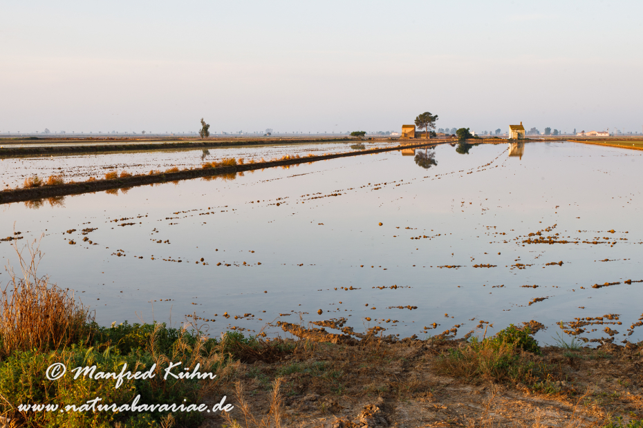 Ebrodelta-Spanien-Reisanbau_0131