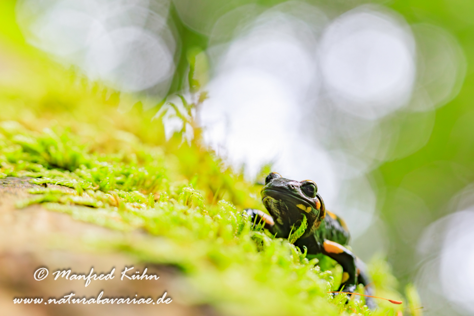 Feuersalamander ()_0047