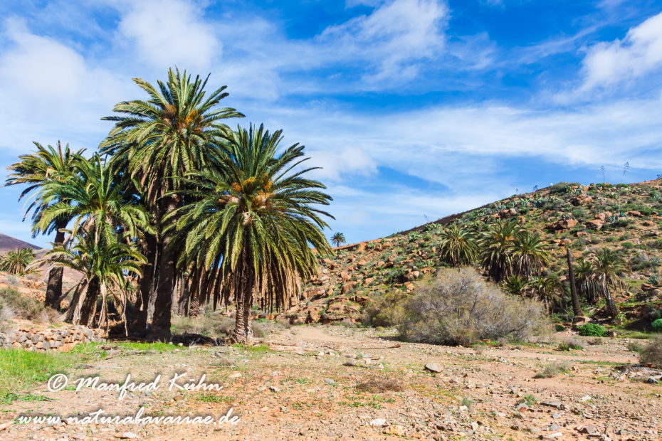 Fuerteventura (Spanien)_0035