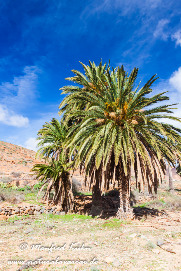 Fuerteventura (Spanien)_0036