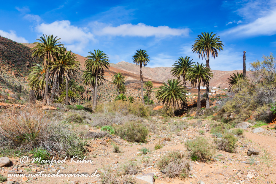 Fuerteventura (Spanien)_0037