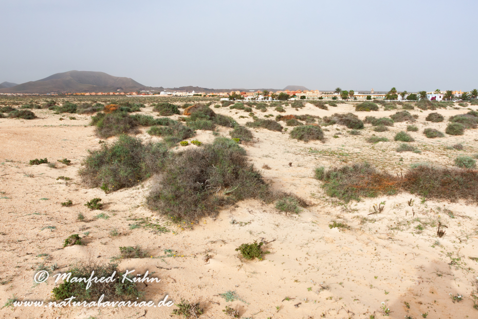 Fuerteventura (Spanien)_0065