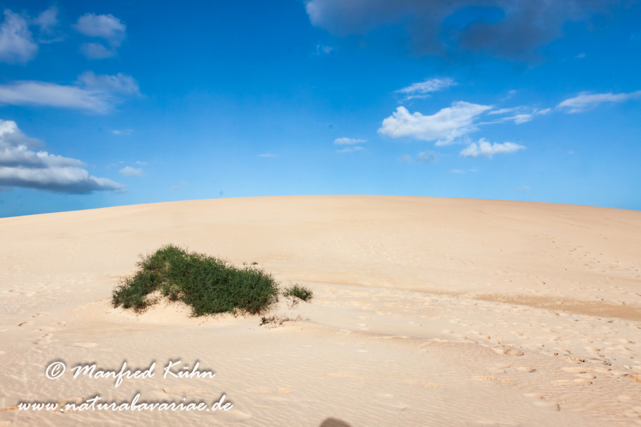 Fuerteventura (Spanien)_0074