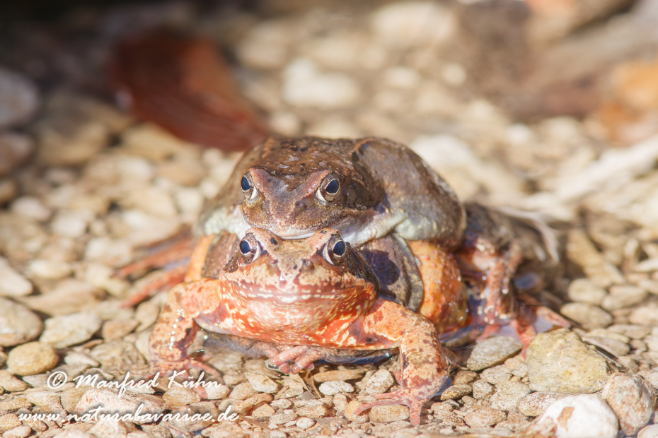 Grasfrosch ()_0014