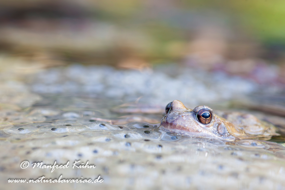 Grasfrosch ()_0025