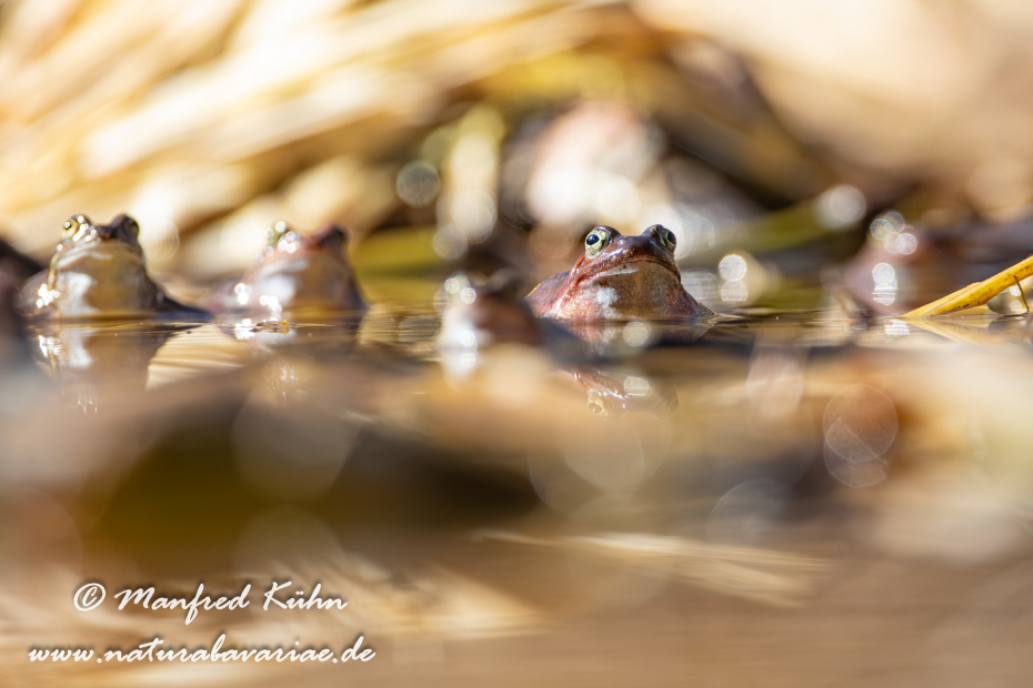 Grasfrosch ()_0071