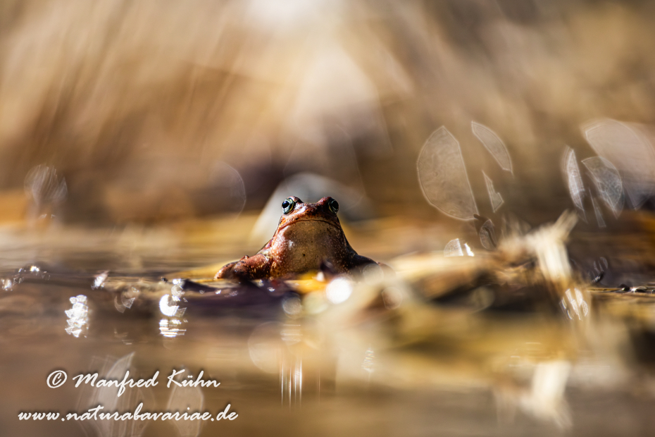 Grasfrosch ()_0073