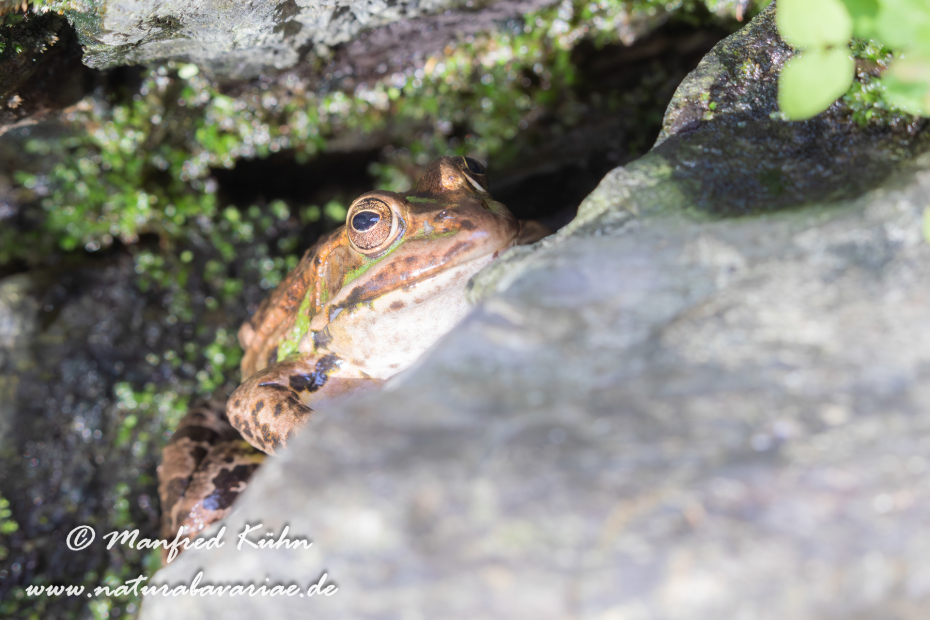 Wasserfrosch (Italienischer)_0004
