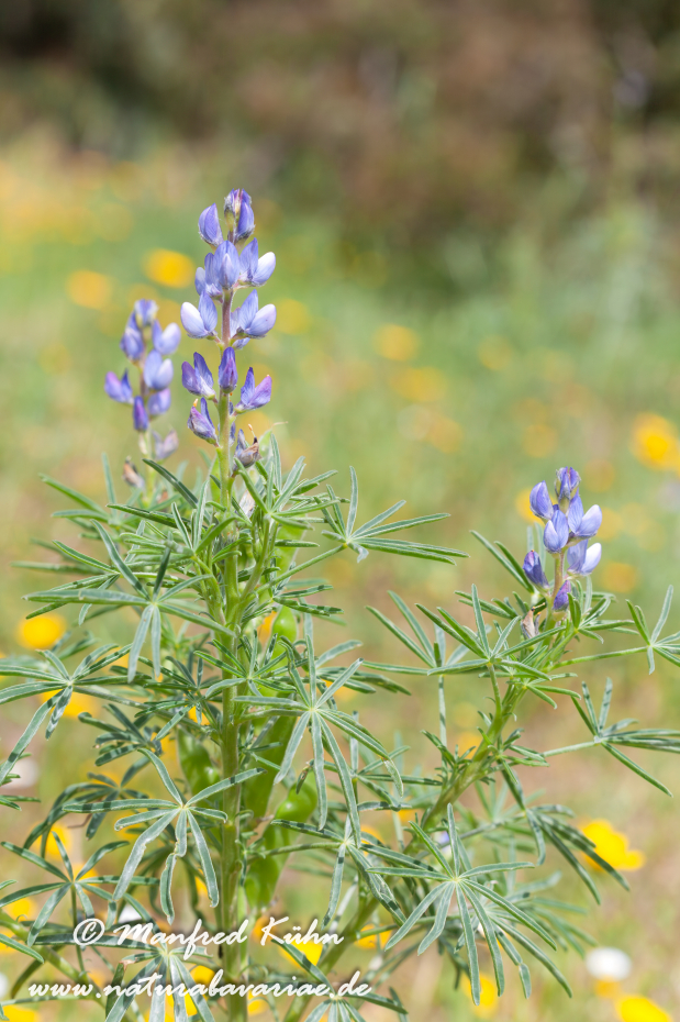 Lupine (Schmalblättrige)_0001