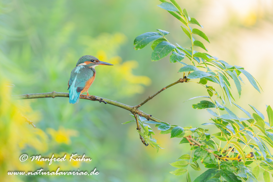Eisvogel ()_0236