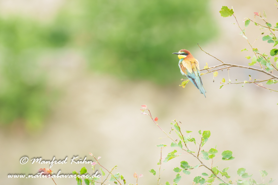 Bienenfresser ()_0044