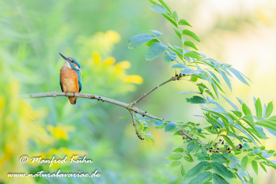 Eisvogel ()_0249