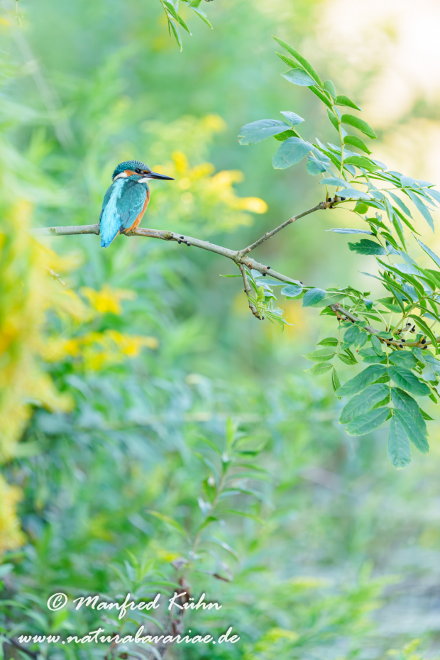 Eisvogel ()_0260