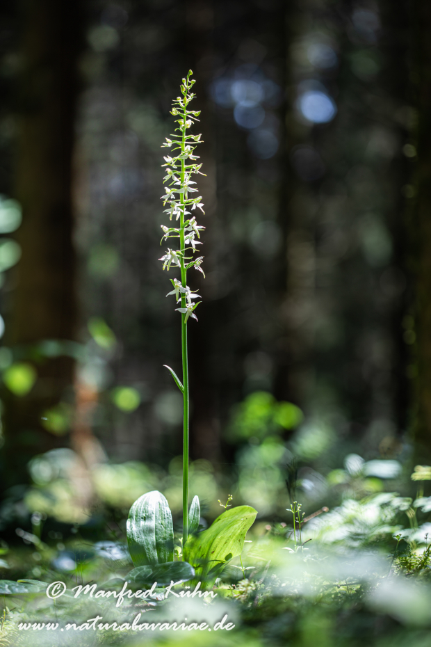Waldhyazinthe (Weiße)_0025