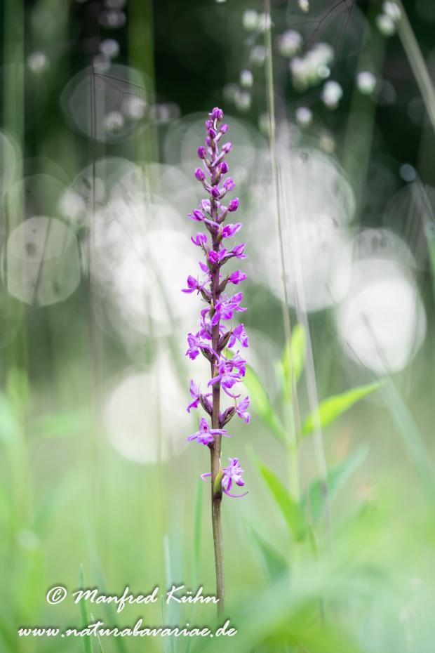 Händelwurz (Mücken-)_0001