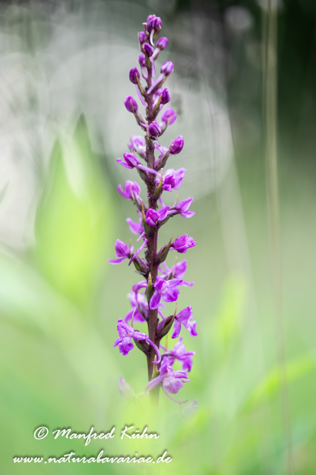 Händelwurz (Mücken-)_0002