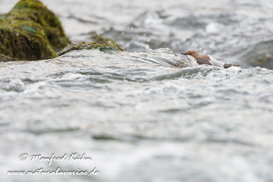 Wasseramsel ()_0629
