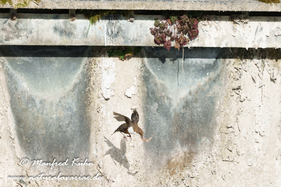 Wasseramsel ()_0723