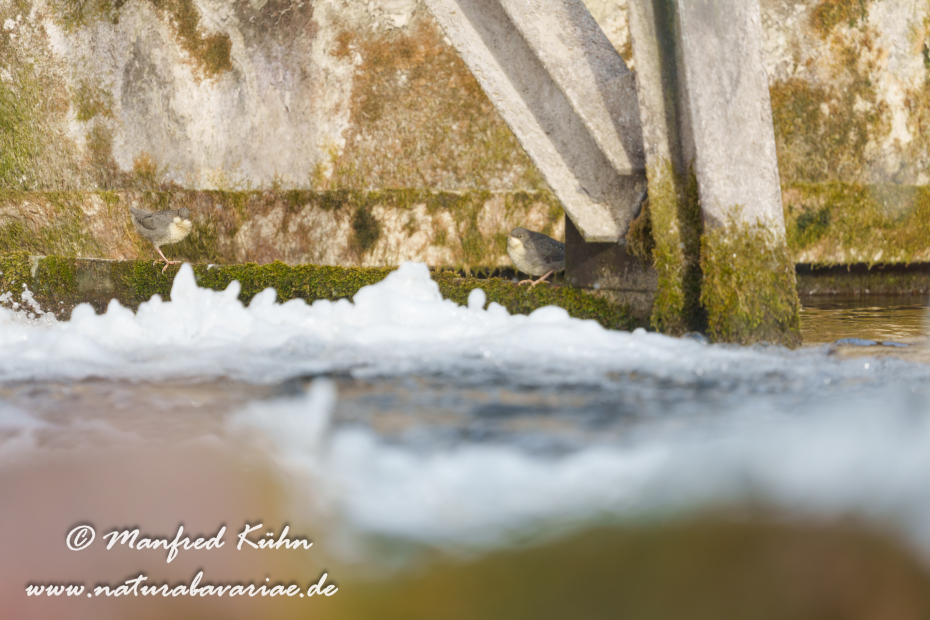Wasseramsel ()_0736