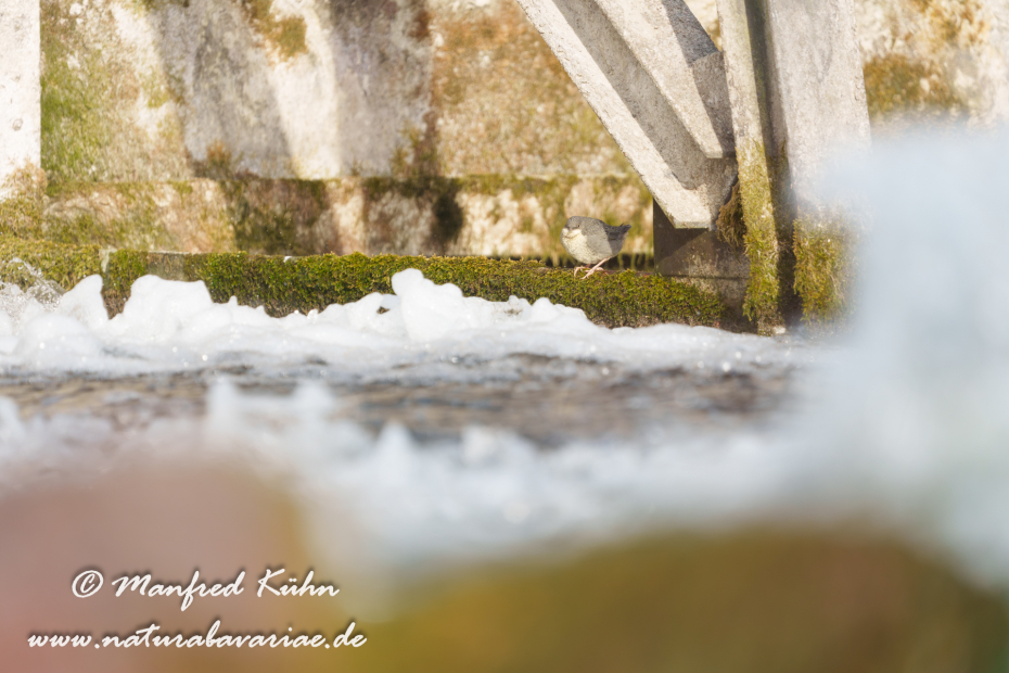 Wasseramsel ()_0740