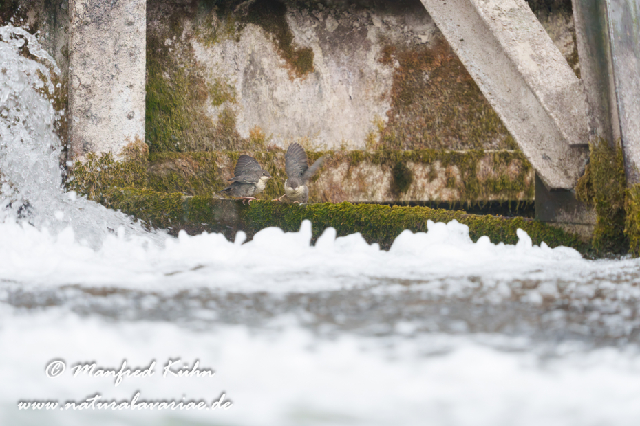 Wasseramsel ()_0743