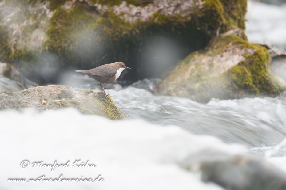 Wasseramsel ()_0748