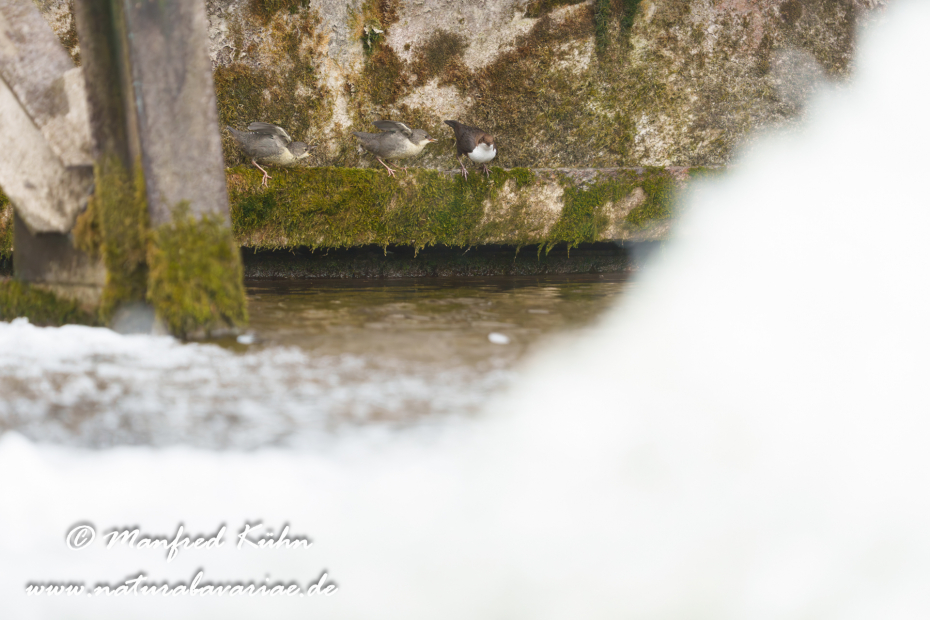 Wasseramsel ()_0749