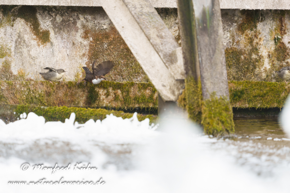 Wasseramsel ()_0751