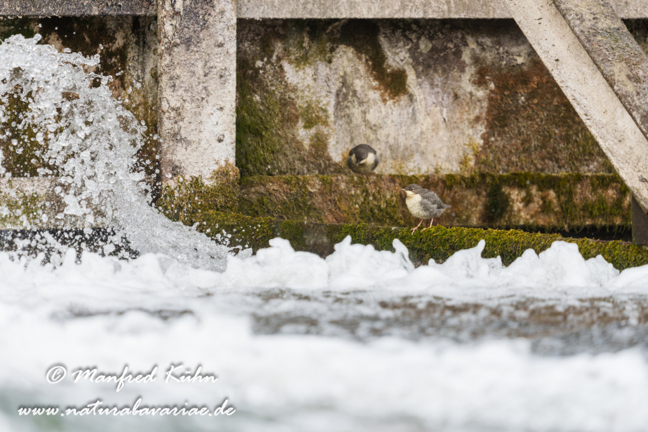 Wasseramsel ()_0752