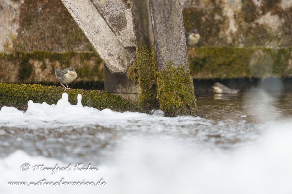 Wasseramsel ()_0755