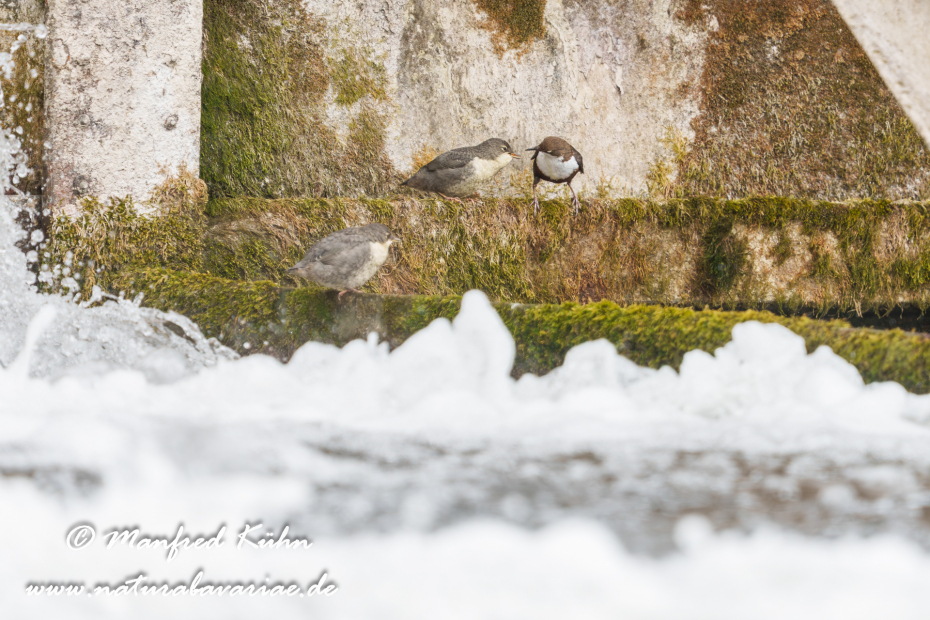 Wasseramsel ()_0757