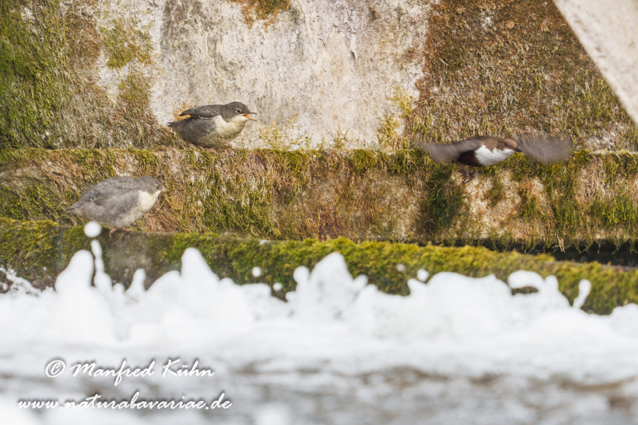 Wasseramsel ()_0758