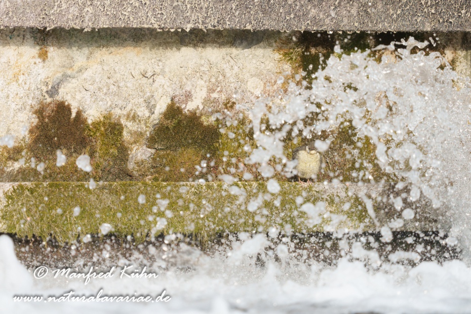 Wasseramsel ()_0762