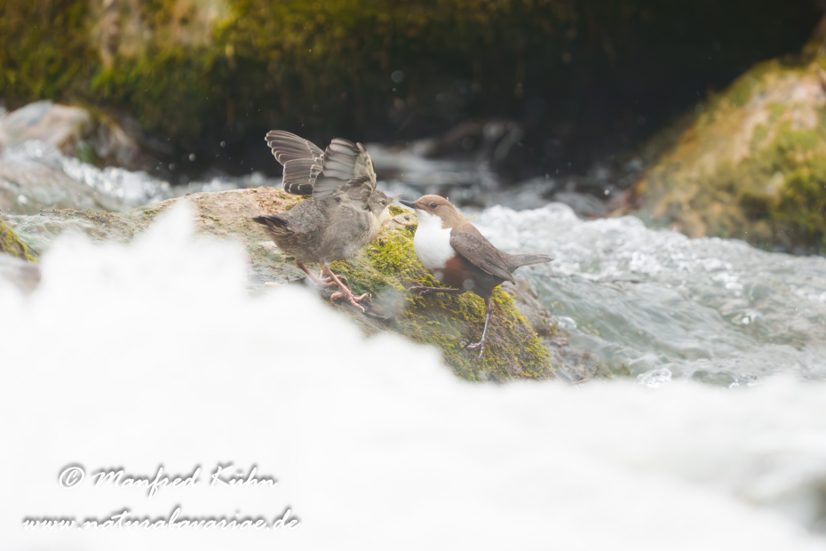 Wasseramsel ()_0808