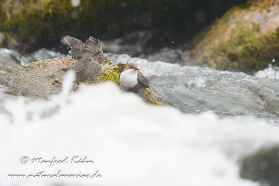 Wasseramsel ()_0810