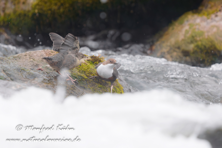 Wasseramsel ()_0812