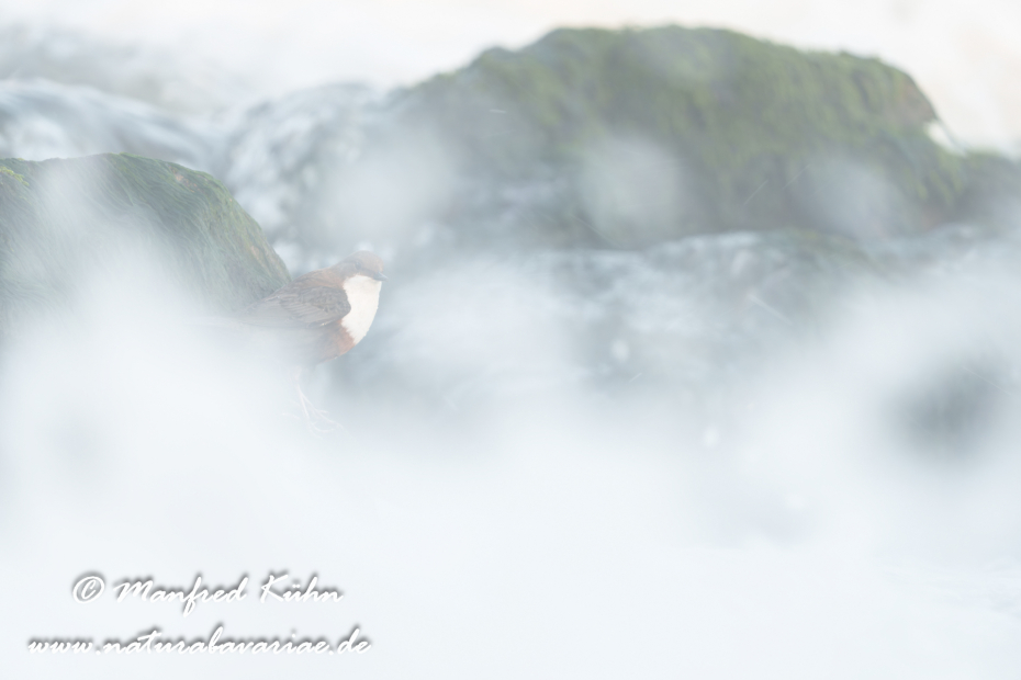 Wasseramsel ()_0662