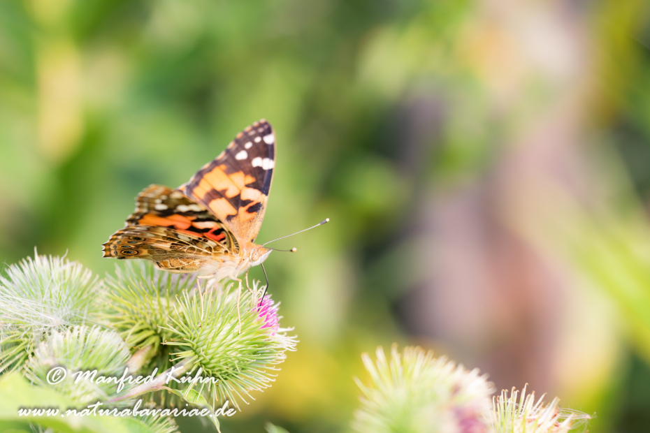 Distelfalter ()_0046