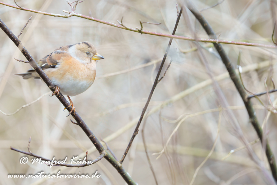 Bergfink ()_0115