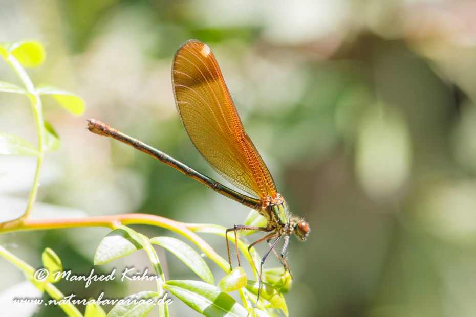 Prachtlibelle (Bronzene)_0001
