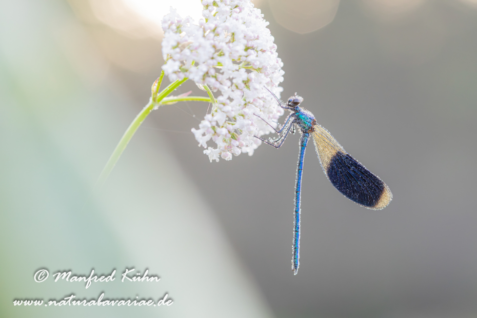 Prachtlibelle (Gebänderte)_0010