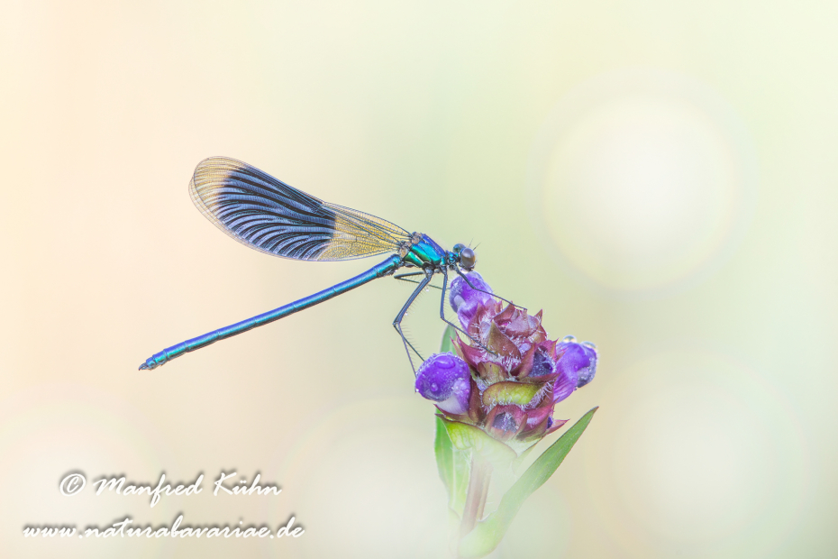 Prachtlibelle (Gebänderte)_0024
