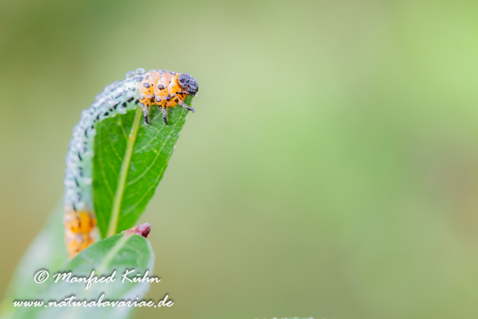 Weidenblattwespe (braungelbe)_0005