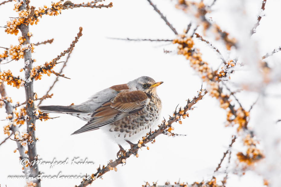 Wacholderdrossel ()_0011