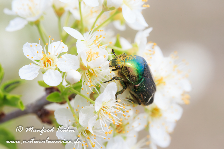 Rosenkäfer (Goldglänzender)_0001