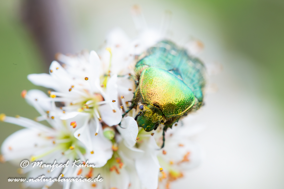 Rosenkäfer (Goldglänzender)_0008