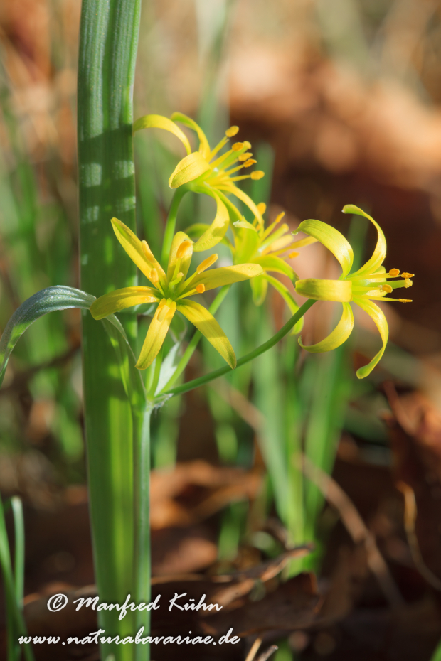 Gelbstern (Wald-)_0019