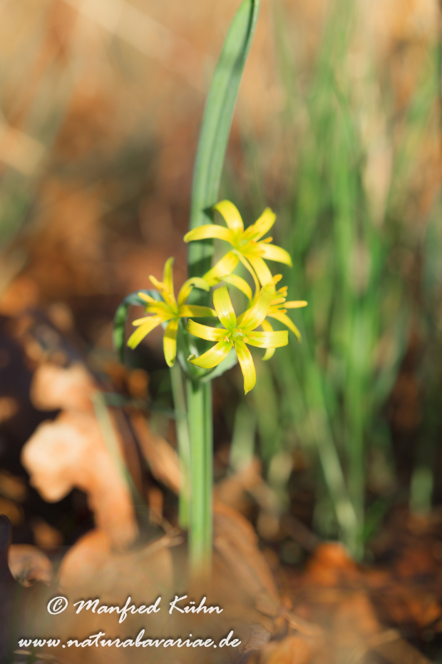 Gelbstern (Wald-)_0033